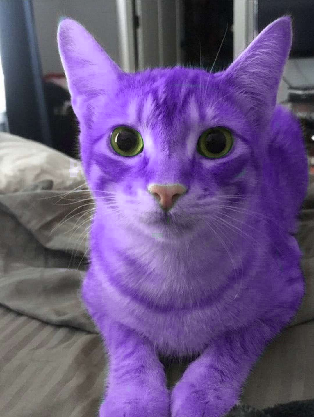 a cat, loafing, looking at the camera, edited to have purple fur